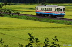 黄金の田園