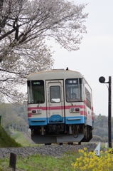 菜の花と桜