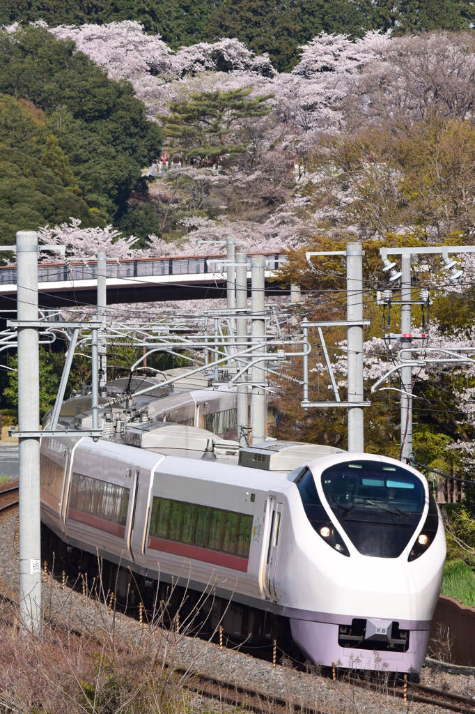 ようこそ水戸へ，桜がお出迎え