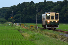 夕方の水田