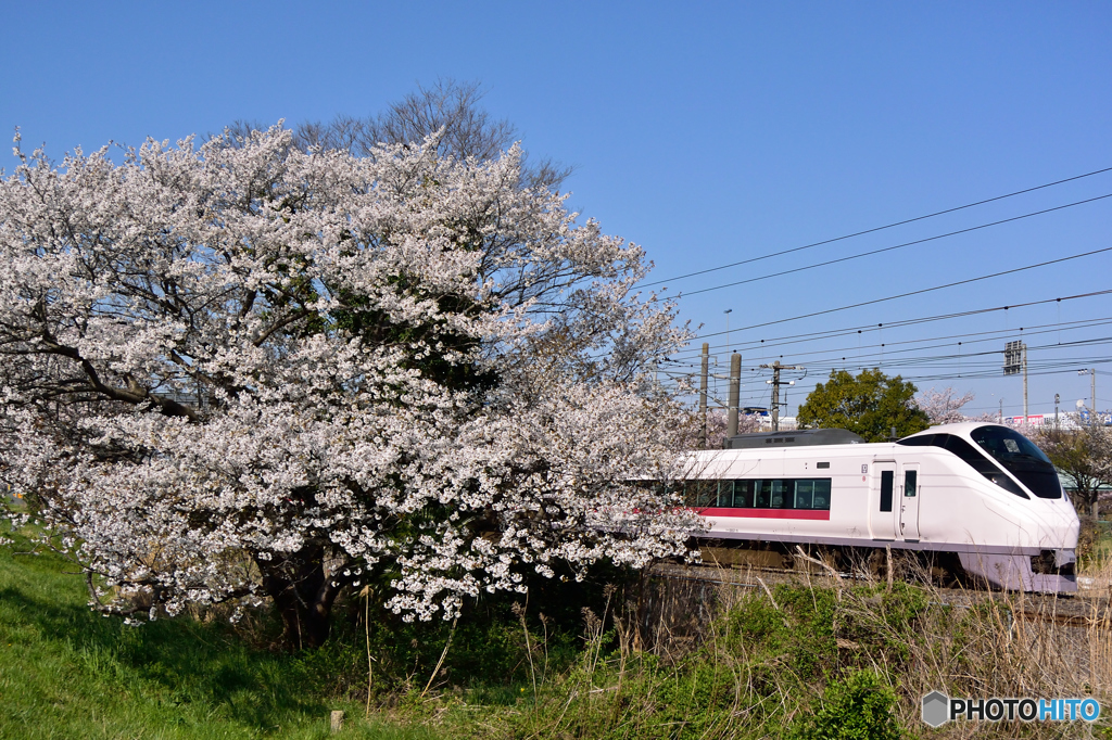 見頃の桜