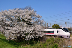 見頃の桜