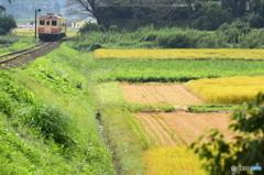 稲刈り進む