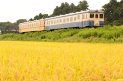 黄金の旧型気動車