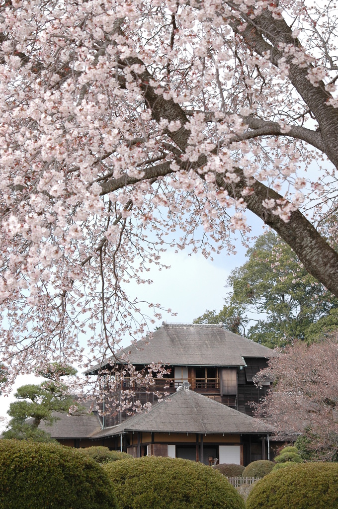 左近の桜と好文亭