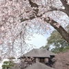 左近の桜と好文亭