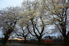 朝の公園桜