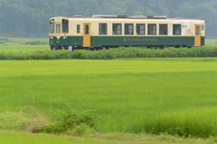 緑の中を駆ける