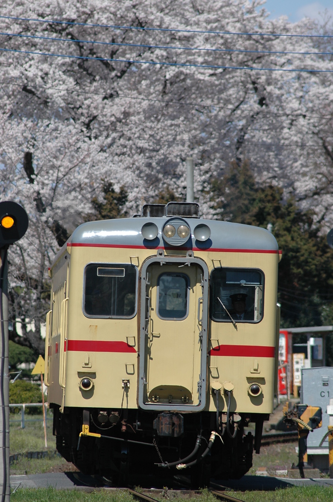満開の桜の下