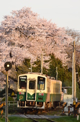 日工前駅の桜(２)