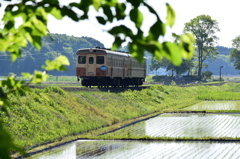 初夏の水田
