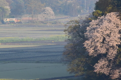 里山の朝(新型二連)