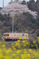 菜花と桜