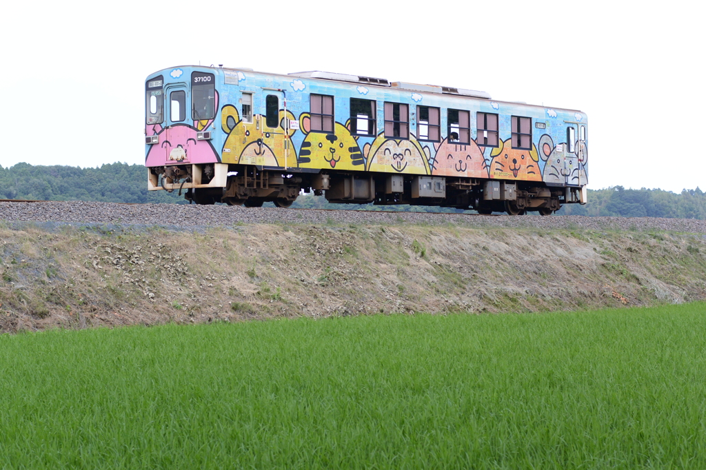 アニマル築堤の上