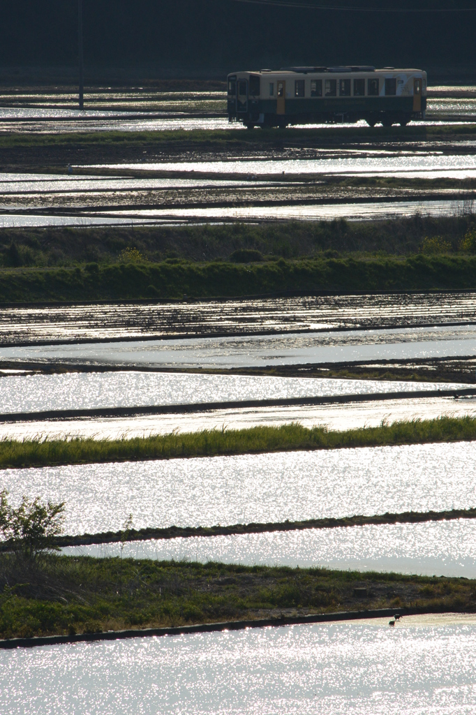 輝く水田１