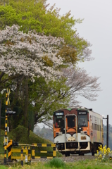 新緑と桜