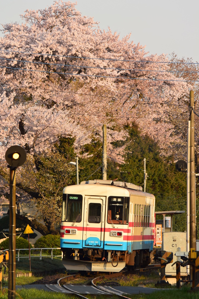 朝桜