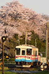 朝桜
