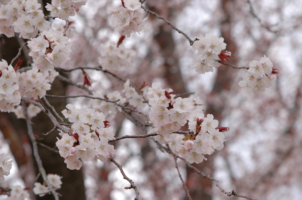 左近の桜