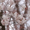 左近の桜