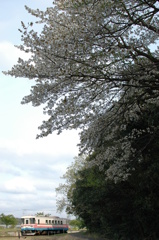 日陰の桜