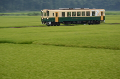 稲の絨毯