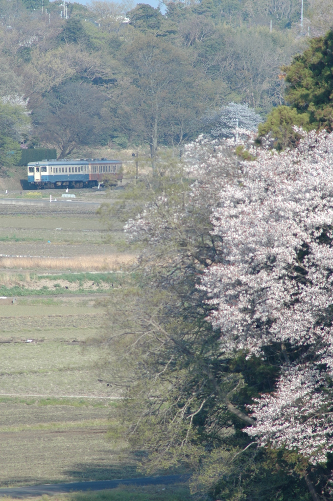 湊線・桜俯瞰