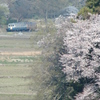 湊線・桜俯瞰