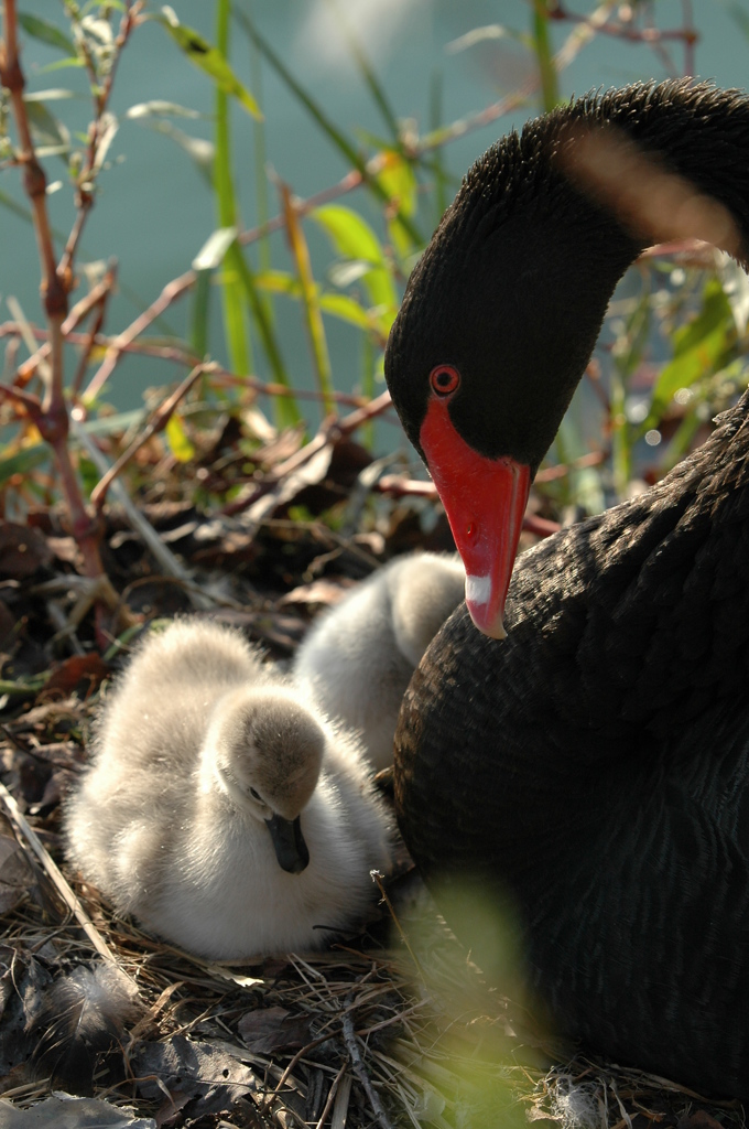 千波湖の黒鳥親子