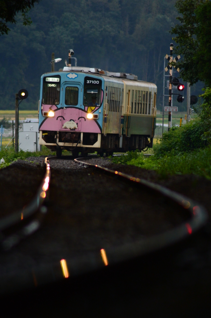 アニマルの灯り