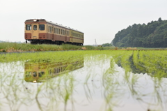 早苗の水鏡