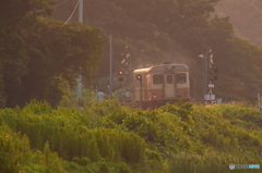 夏草の海