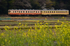 春の花咲く