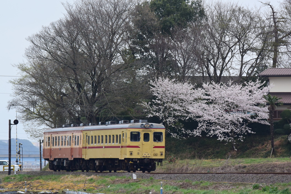 沿線の桜
