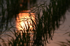 水田に映る夕日