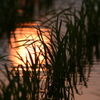 水田に映る夕日