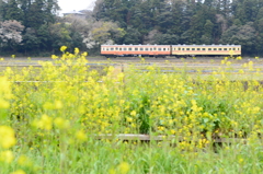 春の花咲く中を行く