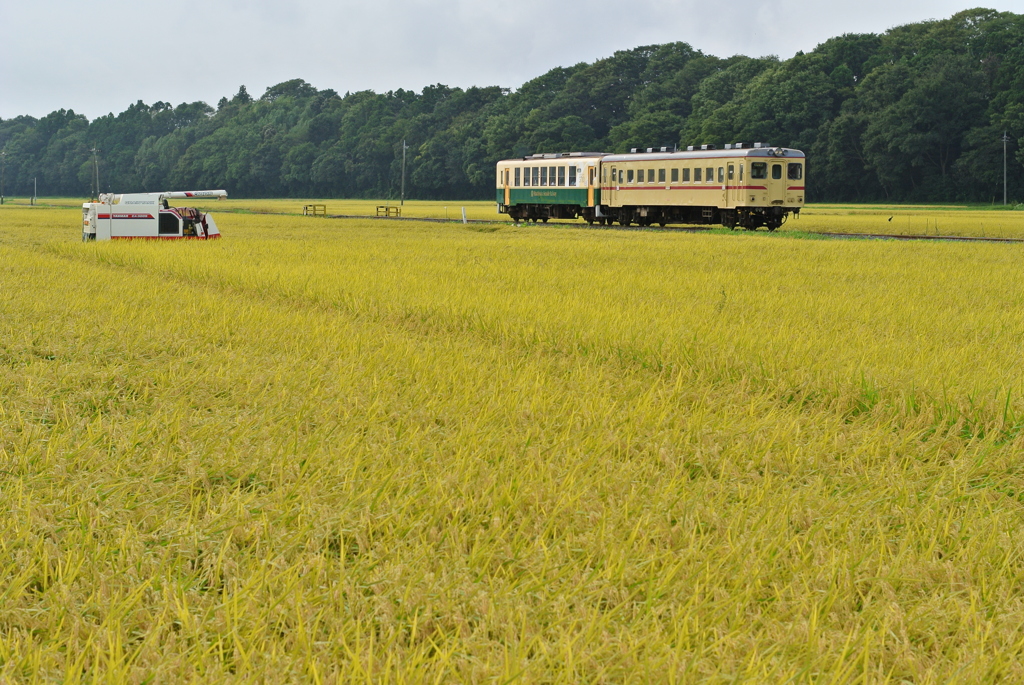 稲刈り準備中２