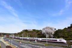 偕楽園，桜景