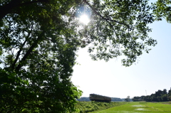 夏の日差し