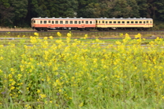 菜花咲く田園