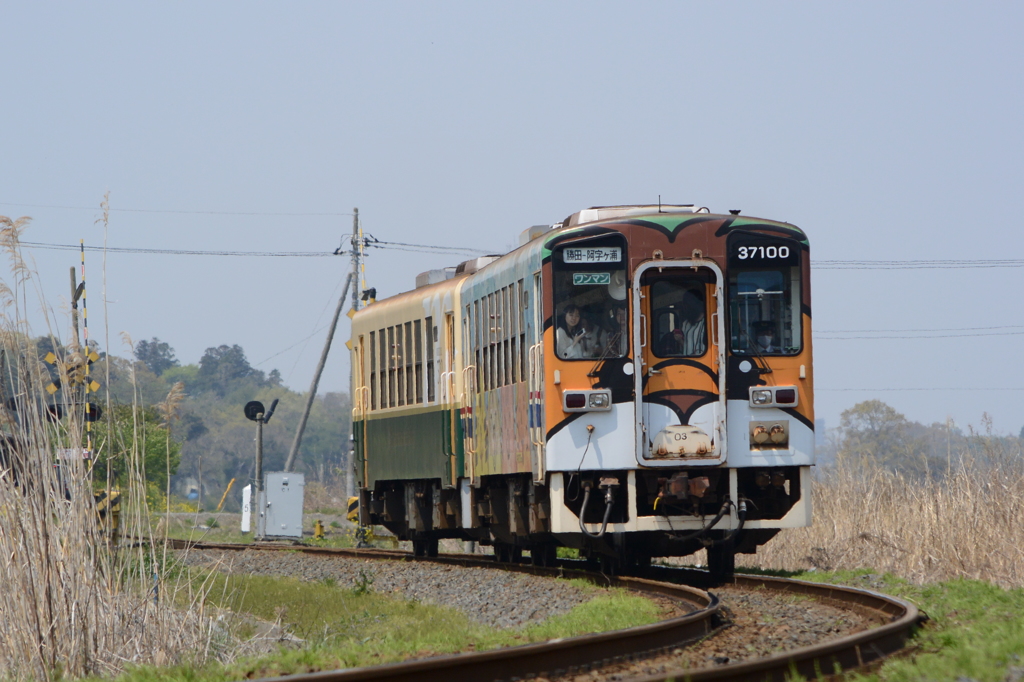 アニマルでお出かけ