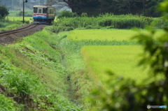 田園