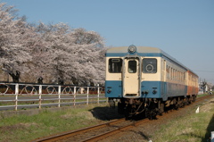 自衛隊の桜~満開~