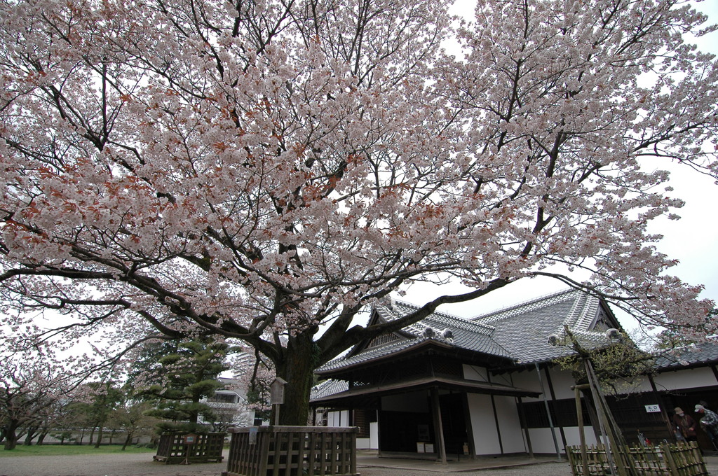 左近の桜と弘道館