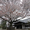 左近の桜と弘道館