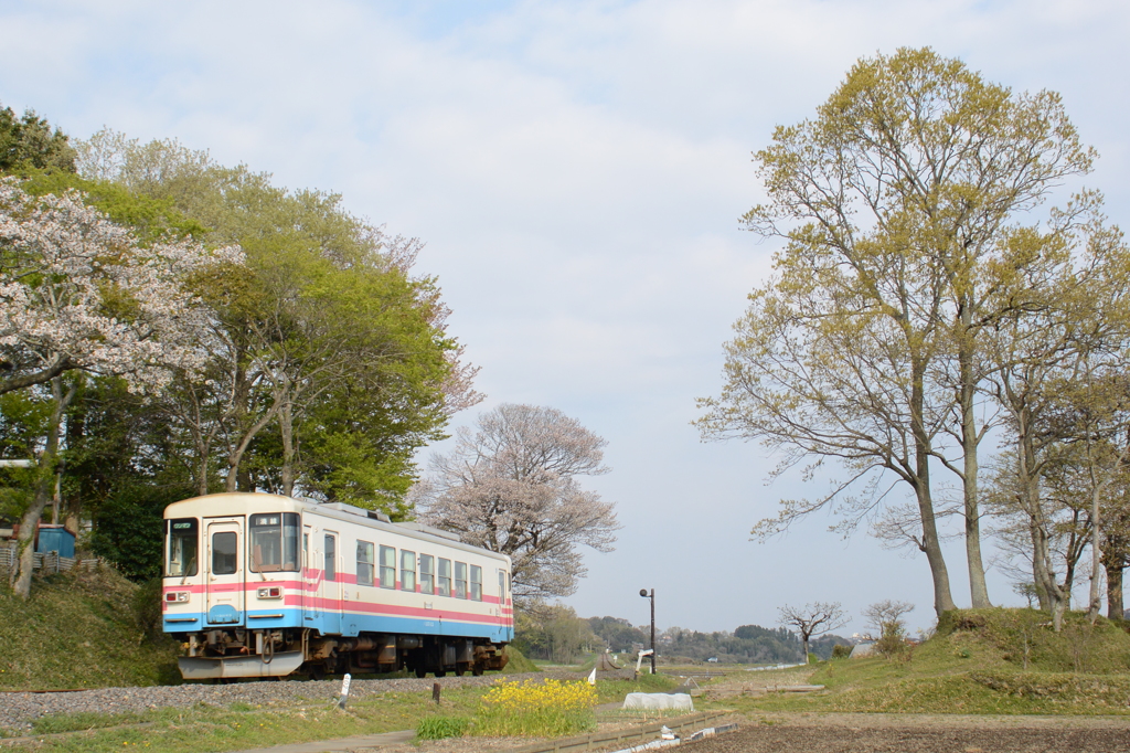 桜の木２本