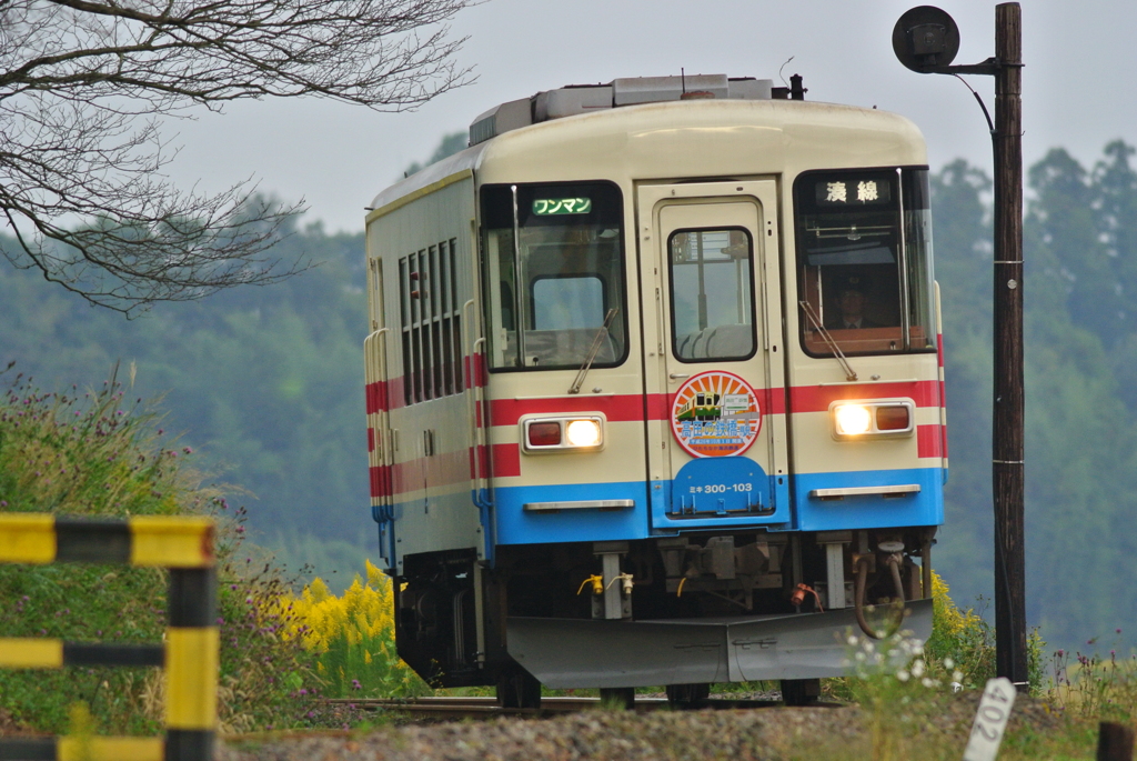 アザミ咲く中を