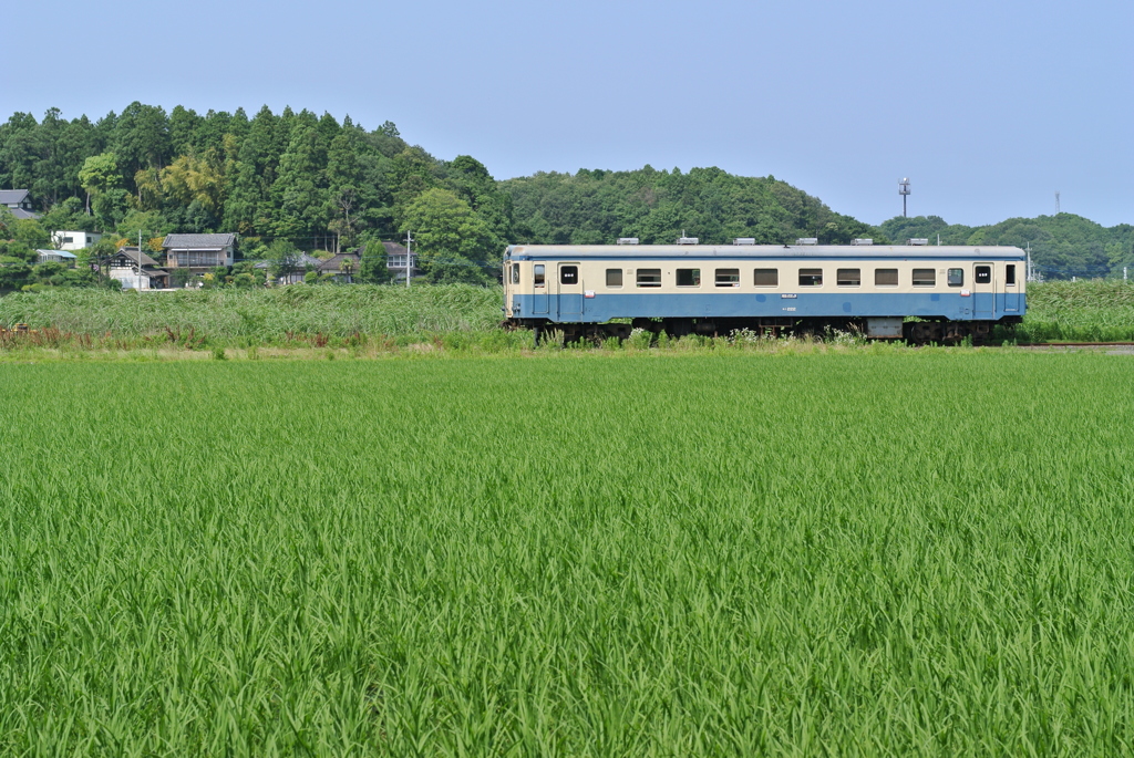 水田を吹き抜ける風