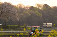 桜咲く田園